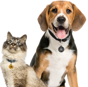 dog and cat wearing houdinitags, smart tag for pets